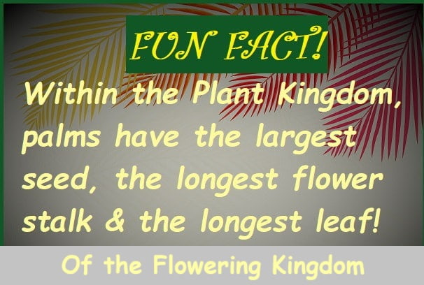 poster describing how fun facts for palms are pretty cool poster describing how fun facts for palms are pretty cool