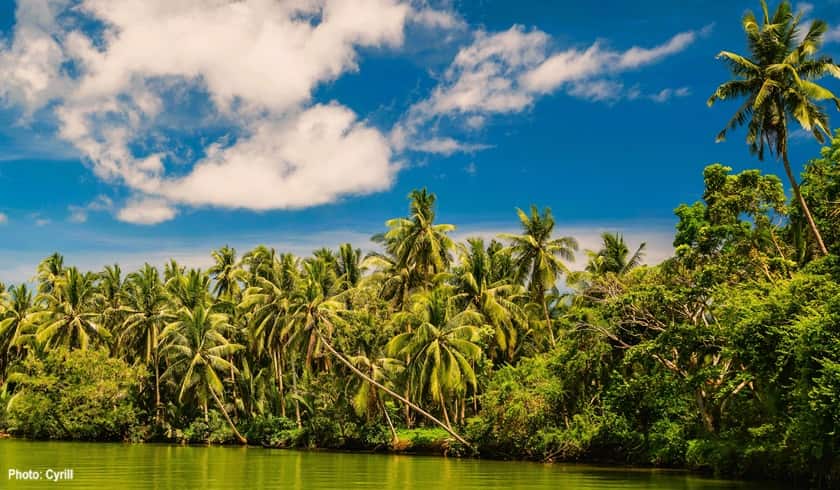 Many palm trees growing along a lagoon in the tropics