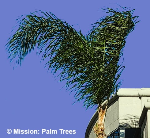 badly trimmed tall palm with only a few leaves
