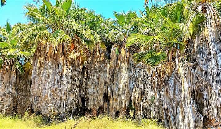 Some palm trees eject their dead fronds, others don't - like these! untrimmed palm trees have dead leaves all along their trunks