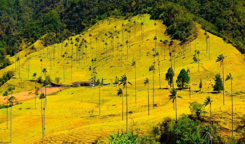 The tallest palms in the world scattered along the Cocora Valley hillside in Colombia. The tallest palms in the world scattered along the Cocora Valley hillside in Colombia.