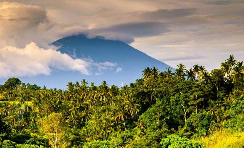 Lush palm tree forests in Costa Rico with a volcano backdrop.
