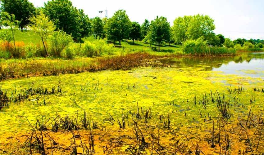 small lake with large amount of algae pollution small lake with large amount of algae pollution