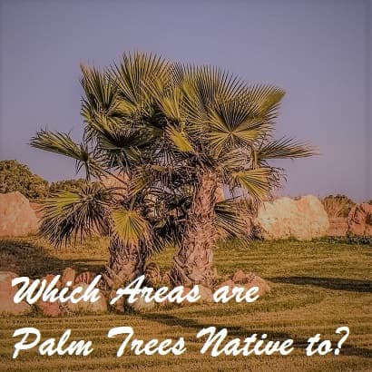 palm trees growing in their native area