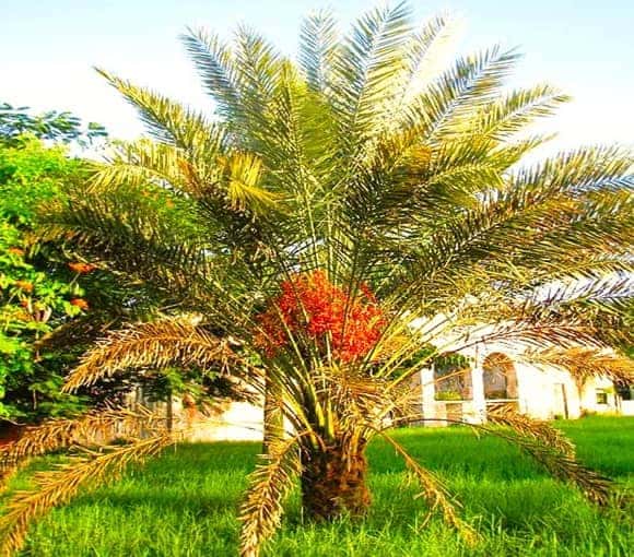Wild date palm growing in a grassy area of a home's landscape