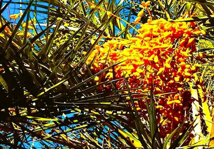 bunches of flowers from a wild date palm