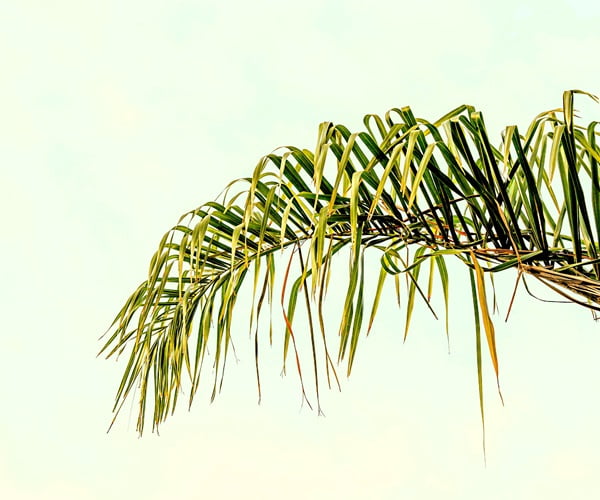 palm frond with wilting leaflets