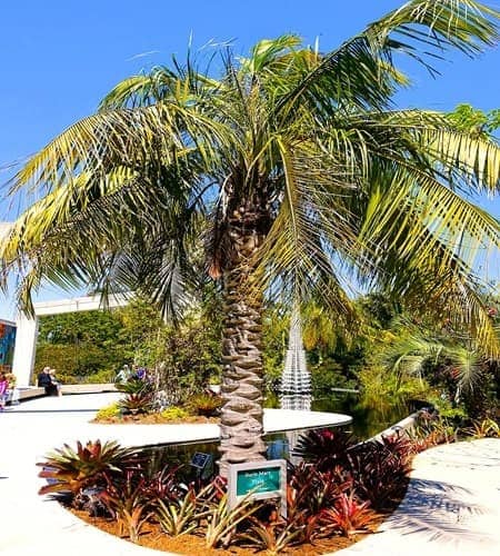 xButyagrus nabonnandii Palm at a Botanical Garden