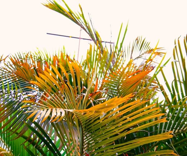 Palm leaves showing signs of problems with yellow leaves